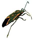 Boxelder bug