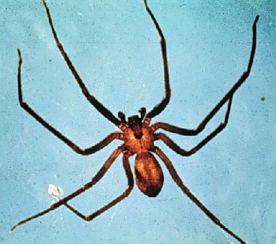 Brown recluse