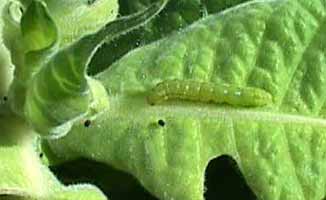 Budworm