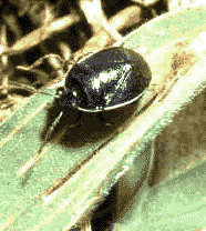 Burrower bug