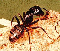 Carpenter ant