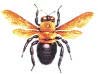 Carpenter bee