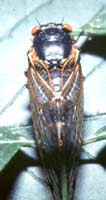 Cicada