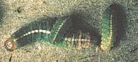 Clover leaf weevil larva
