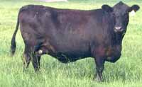 Black bovine