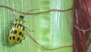 Corn rootworm beetle