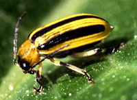 Striped Cucumber Beetle