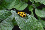 Spotted cuc beetle