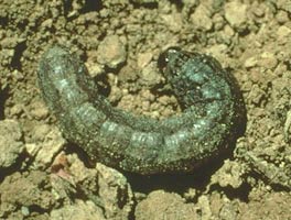 Cutworm