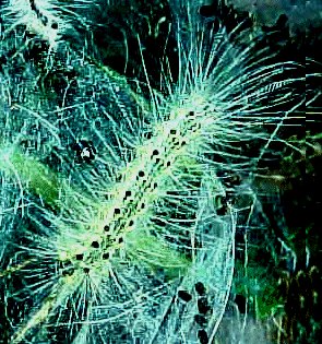 Fall webworm