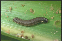 Fall armyworm larva