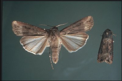 FAW moth