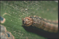 Fall armyworm 'Y'