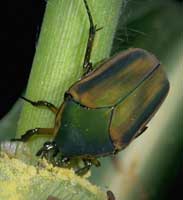 Green June Beetle