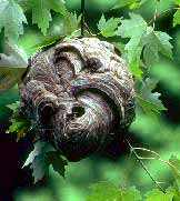 Hornet nest