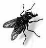 Housefly