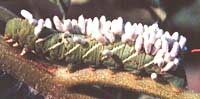 Hornworm