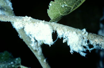 Woolly aphid colony on a branch