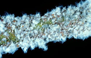 Woolly aphid colony showing live purple aphids