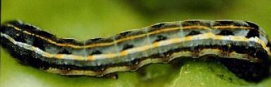 download yellow striped armyworm download yellow striped armyworm