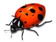 Lady beetle