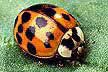 Asian lady beetle