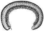 millipede