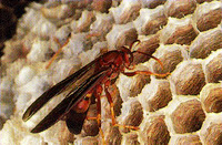 Paper wasp