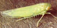 Potato leafhopper