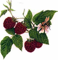 Raspberry