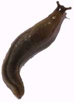 Slug