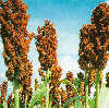 Grain Sorghum