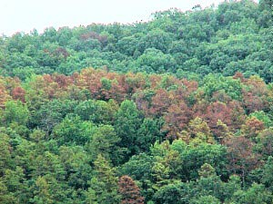 Southern pine beetle damage