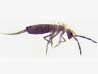 Springtail