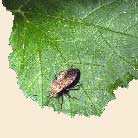 Squash bug