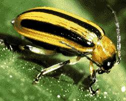 Striped cucumber beetle