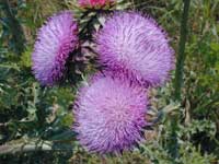 Musk thistle