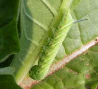 Hornworm