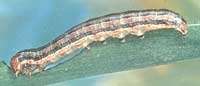 Armyworm