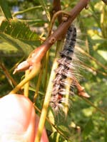 Walnut caterpillar