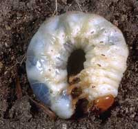 White grub