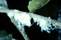 Woolly aphid