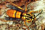 Yellow jacket