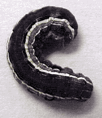 Yellowstriped armyworm