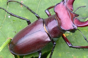 Beetle elytra