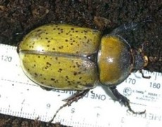 Female Eastern Hercules Beetle