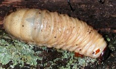 Hercules Beetle Grub