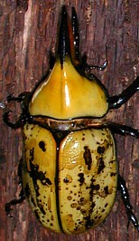 Male Eastern Hercules Beetle