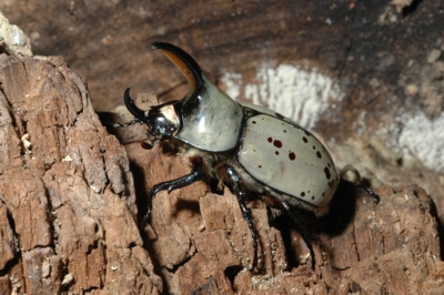 Male Western Hercules Beetle