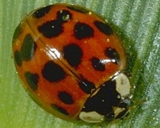 Asian Lady Beetle